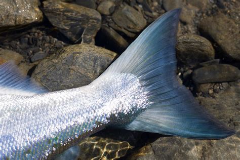 The Beauty Of Fish Scales Fish Are Absolutely Beautiful There By U