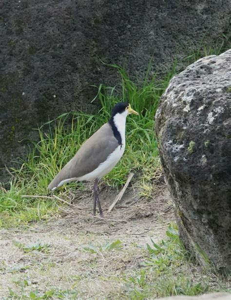 Black Shouldered Lapwing From Lilydale Lake Melbourne Vic Australia On