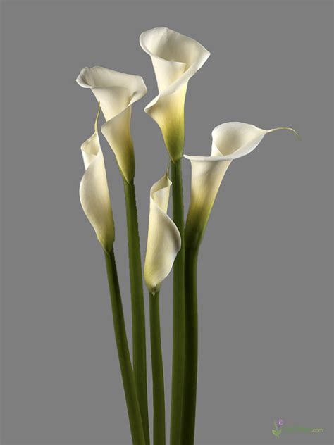 Hd Quality Wallpaper Calla Lily 600x800 Wallpaper Teahub Io