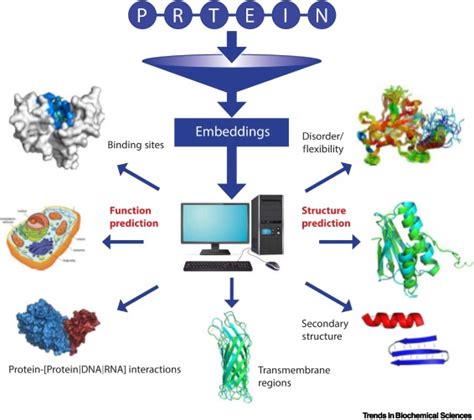 Novel Machine Learning Approaches Revolutionize Protein Knowledge