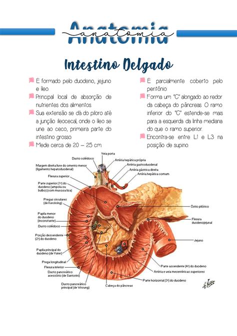 Anatomia Intestino delgado É formado pelo duodeno jejuno e íleo