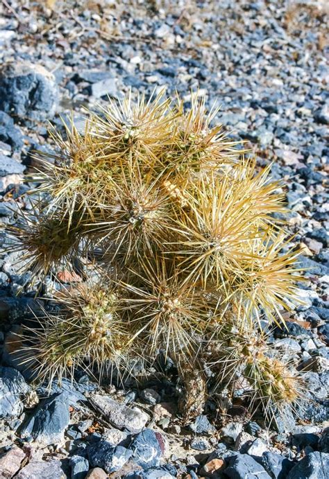 Teddy Bear Cholla Cylindropuntia Bigelovii Cactus With Tenacious