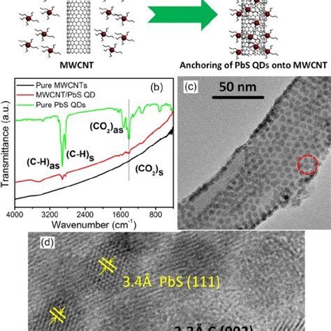 A Schematic Description Of Pbs Qds Chemically Anchoring Onto Mwcnts