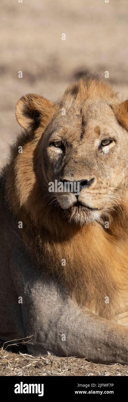 Zambia South Luangwa National Park Male African Lion Wild Panthera