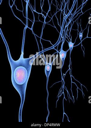 Neuroni Piramidali Illustrazione Della Piramide Di Cellule Nervose