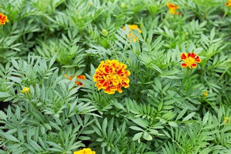 Premium Photo | Marigold flower in garden