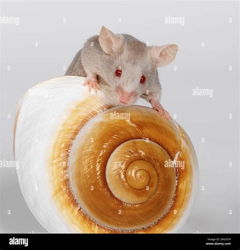 Mouse and shell Stock Photo - Alamy