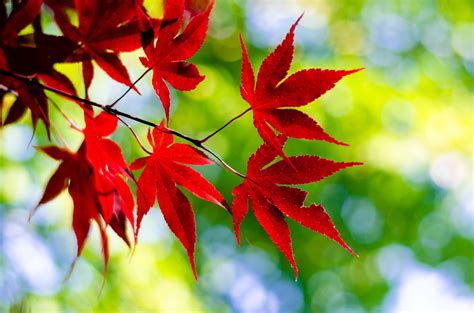 Sunlight Nature Red Branch Green Maple Leaves Tree Autumn Leaf