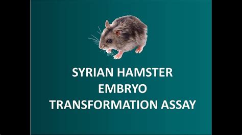 Syrian Hamster Embryo She Cell Transformation Assay Cta Youtube