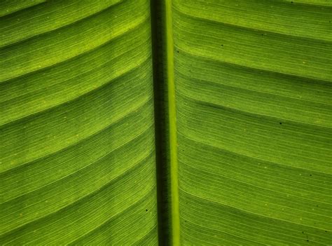 Banana green leaf background. Suitable for wallpaper 6526663 Stock ...