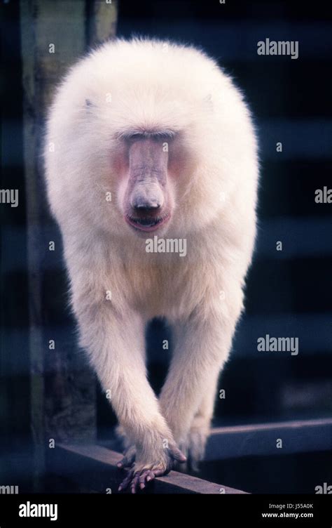 Albino Baboon