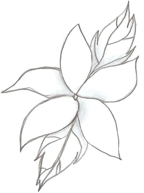 Calla Lily Drawing Outline At Paintingvalley Explore Collection