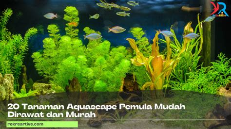 20 Tanaman Aquascape Pemula Mudah Dirawat Dan Murah Rekreartive