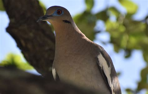 Identification Guide to birds in Texas - texasbirdimages.com