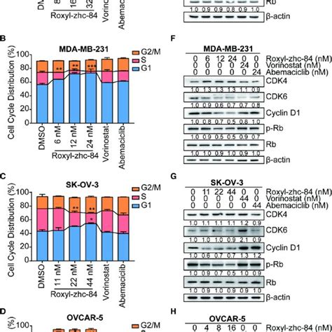 Roxyl Zhc Induces G Phase Cell Cycle Arrest In Both Breast And