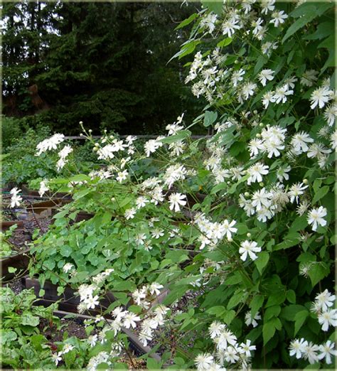 Pnącza Powojnik Paul Summer Snow Biały Powo9 Clematis Paul Farges