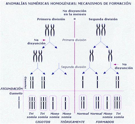 Que Es Cromosoma Numericas más Estudiar