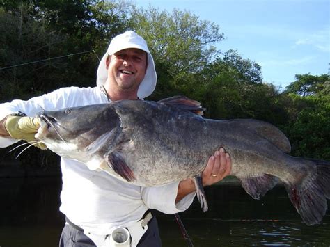 Big Fishes of the World: CATFISH BAGRUS (Bagrus docmak)