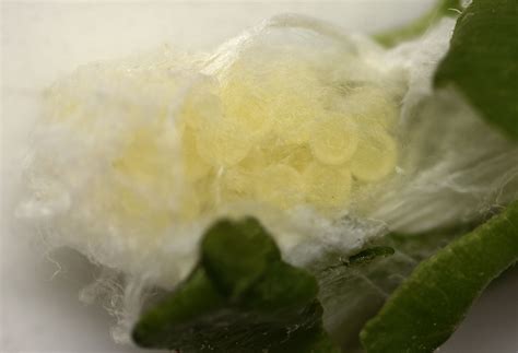 thin-spined white-cheeked jumping spider - Pelegrina exigua - BugGuide.Net