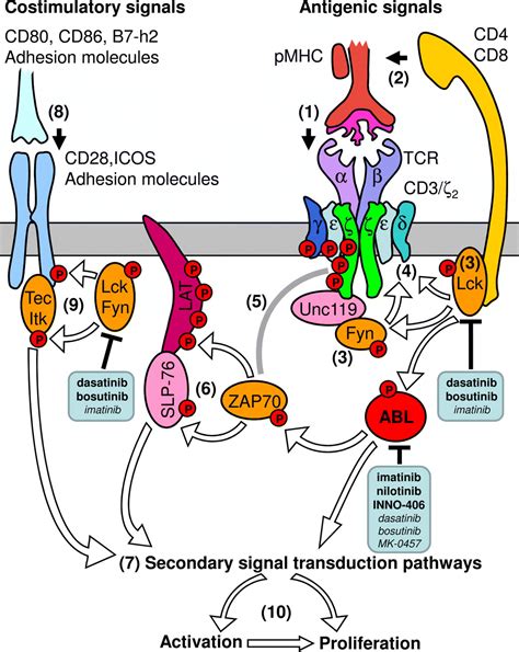 Immunomodulatory Effects Of Imatinib And Second Generation Tyrosine