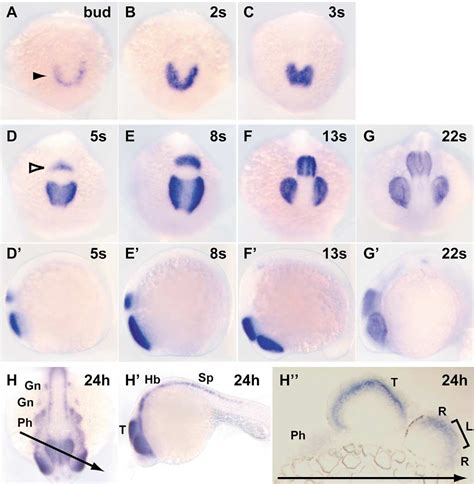 Figure 1 From Zebrafish Mab21l2 Is Specifically Expressed In The