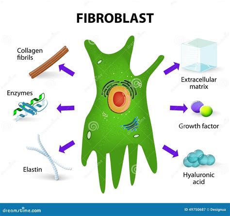 Fibroblasts In Connective Tissue