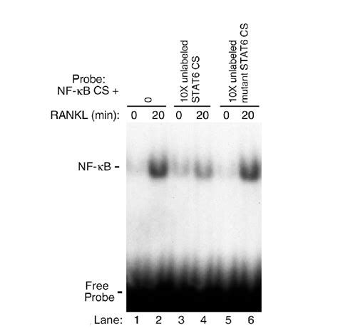 Stat Consensus Sequence Inhibits Nf B Dna Binding Activity Nuclear