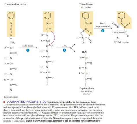 Determining The Primary Structure Of A Protein