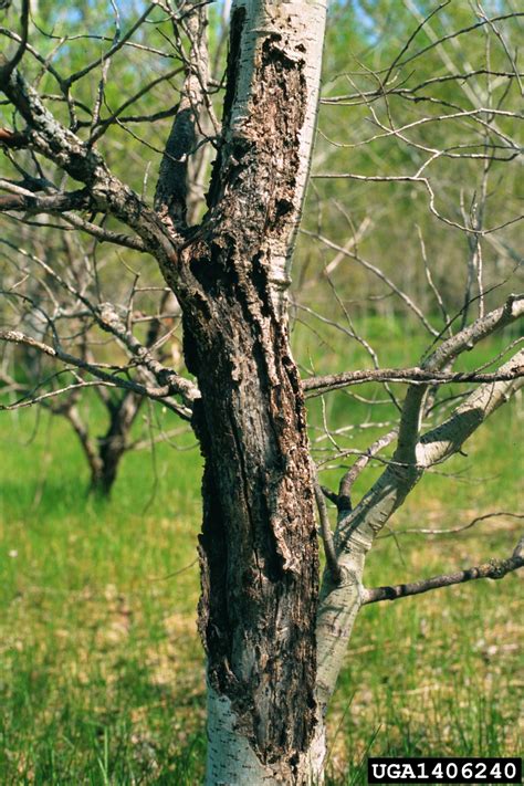 Hypoxylon Cankers Genus Hypoxylon