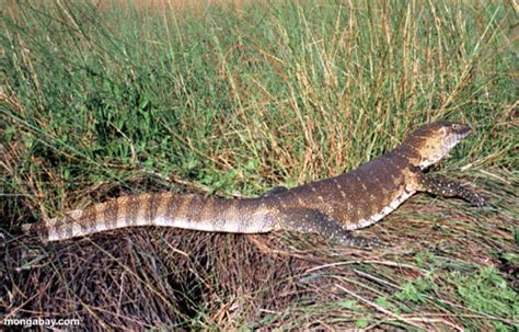 Coloquium Summer 2010 Invasive Exotic Species Nile Monitor Lizards