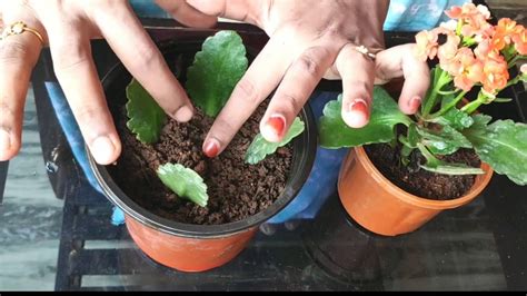 Kalanchoe Plant Care And Propogation Youtube