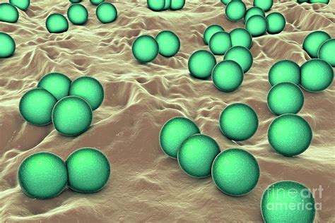 Micrococcus Luteus Bacteria Photograph By Kateryna Kon Science Photo