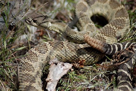 Western Rattlesnake Eastern Washington Collin Vassallo Flickr