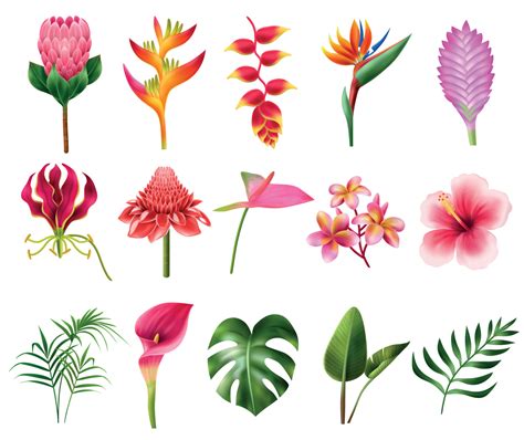 Exotic Tropical Flowers Clipart | Best Flower Site