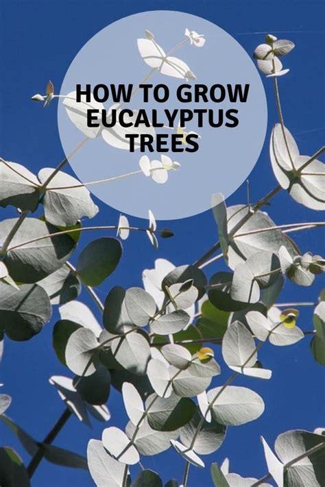 Learn To Grow Eucalyptus Trees Flower Garden Organic Vegetable