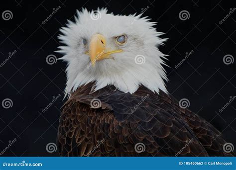 Ghost Faced Raptor stock photo. Image of closed, beak - 105460662