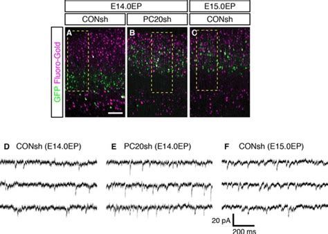 Figures And Data In Identity Of Neocortical Layer Neurons Is