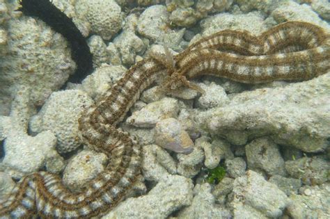 Sea Cucumber Synapta Maculata Also Known As Tripang Synaptid Sea