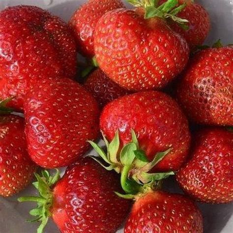 Купить Клубника садовая Максим с доставкой | Мечта Садовода