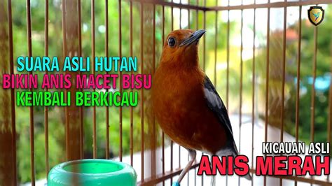 Suara Asli Anis Merah Gacor Ini Bikin Anis Bisu Lainnya Ikut Nyaut Dan