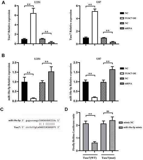 Lncrna Tusc7 Sponges Mir 10a 5p And Inhibits Bdnferk Pathway To