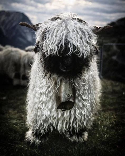 People Can’t Agree Whether These Sheep Are Cute Or Terrifying | Bored Panda