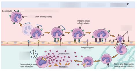 Plateletleukocyte Interactions During Metastatic Processes At Later