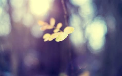 Wallpaper Leaves Depth Of Field Dark Night Nature Plants Purple