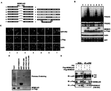 Functional Rescue Of The AD Lacking Mutant Of MDM2 By MDM2