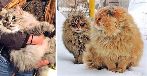 Gigantic Cat Breeds We Fell In Love With Cats My Life