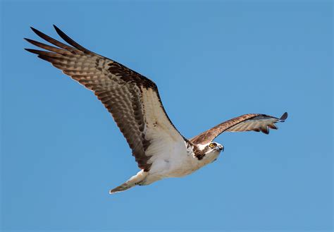 Ascendant Osprey Photograph By Loree Johnson Fine Art America