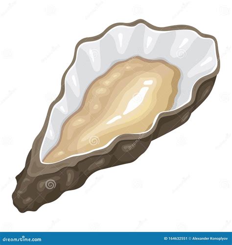 Oyster Sea Shellfish Sketch Pencil Drawing Set Vector Illustration