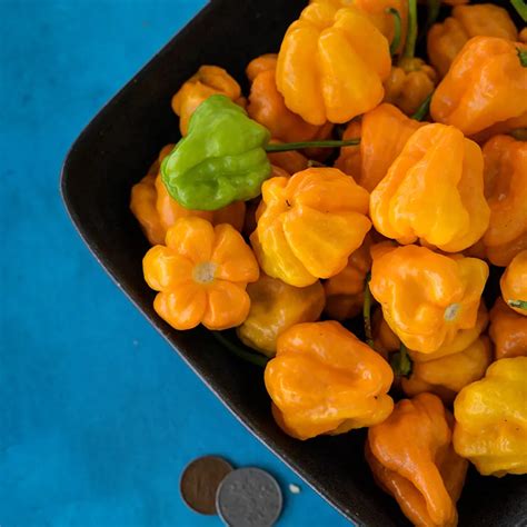 Jamaican Scotch Bonnet Hot Pepper Seeds Baker Creek Seeds