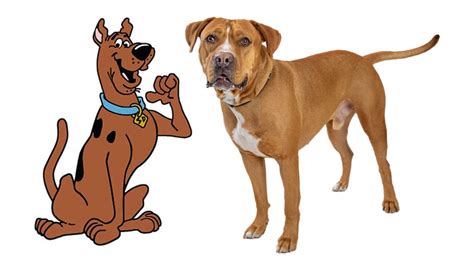 famous cartoon dog names rocky kanaka